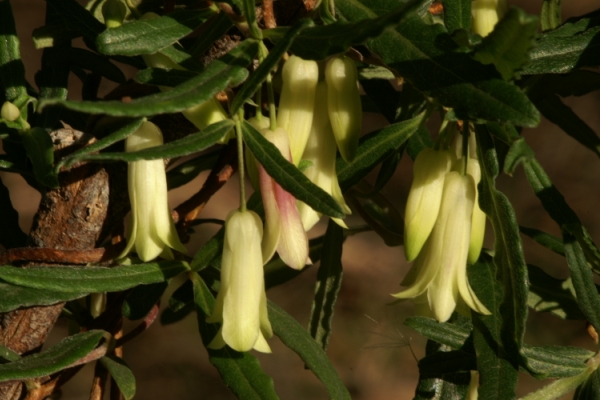 Billardiera versicolor